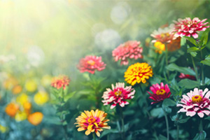 <em>通</em><em>識</em><em>課</em>：<em>環境保護</em><em>與</em>可持續發展<em>課程</em><em>思</em>政<em>案例</em>
