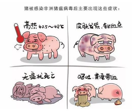 豬被感染非洲豬瘟<em>病毒</em>后主要出現的癥狀