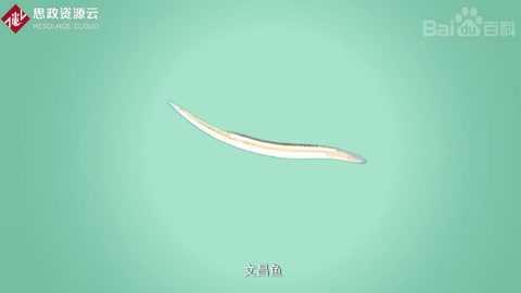文昌魚(yú)——指示<em>脊椎動(dòng)物</em>起源<em>的</em>鑰匙