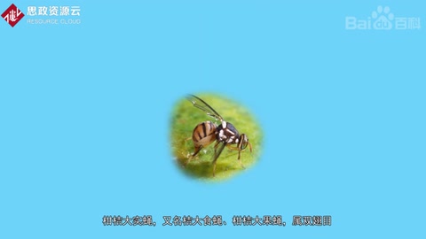 一分鐘了解柑橘大<em>實</em><em>蠅</em>