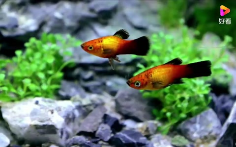 國(guó)外達(dá)人自制水族生態(tài)<em>魚(yú)缸</em>，美爆了