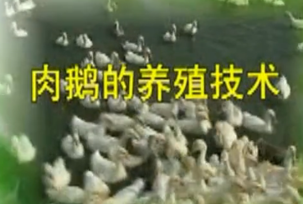 <em>養(yǎng)</em><em>鵝</em><em>養(yǎng)殖</em><em>一點(diǎn)</em><em>通</em> 3