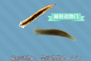 原來.扁形動(dòng)物門長這樣