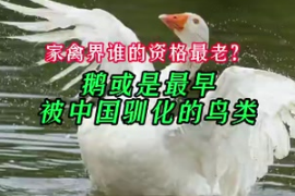 家禽界誰(shuí)的資格最<em>老</em>？研究<em>稱</em>鵝或是最早被中國(guó)馴化的鳥(niǎo)類(lèi)