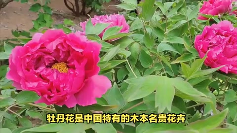 牡丹花：<em>中國(guó)</em><em>的</em>國(guó)色<em>天</em>香