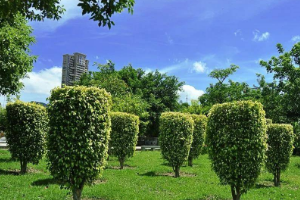 <em>課程標(biāo)準(zhǔn)</em>：<em>園林</em><em>技術(shù)</em><em>專(zhuān)業(yè)</em>《<em>園林</em>樹(shù)木》<em>課程標(biāo)準(zhǔn)</em>