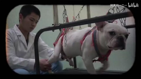 中<em>獸醫(yī)</em>：西醫(yī)沒(méi)讓它站起來(lái)，我做到了！