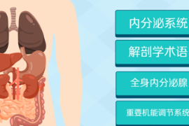 一分鐘了解內<em>分泌</em>系統