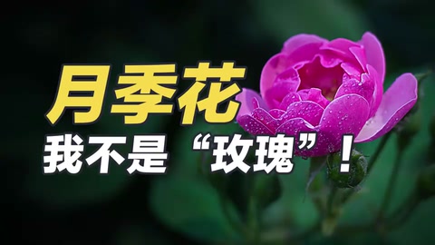 月季<em>花</em>：我不是“玫瑰”！