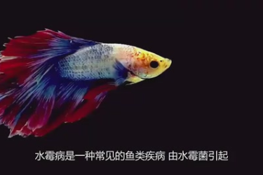 水霉病<em>對</em>魚<em>的</em><em>影響</em>
