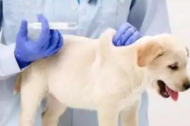 動物醫(yī)學專業(yè)：《動物防疫與檢疫技術(shù)—項目五 共患疫病的檢疫 模塊二 狂犬病的檢疫》課程思政教學案例
