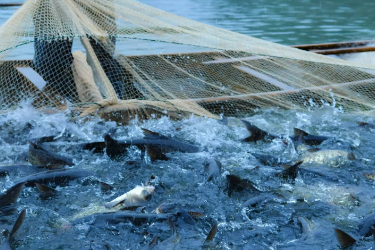 水產養殖<em>技術</em><em>專業</em>《水產微生物與免疫—第二章 水產常見病原微生物（第二節 水產致病細菌——高致病弧菌）》<em>課程</em><em>思</em><em>政</em><em>課堂教學</em><em>設計</em>