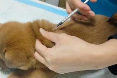 動物<em>醫學專業</em>《寵物疫病—第三章 寵物病毒性<em>傳染病</em>—犬細小病毒病》<em>課程</em><em>思</em><em>政</em>課堂<em>教學</em><em>設計</em>