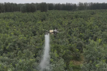 新疆阿克蘇市：無人機“飛防”讓核桃管護更高效